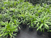 Young Lady Palms with divided green fan-shaped leaves in nursery pots
